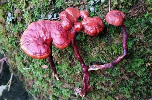Reishi Mushroom Extract1 Reishi Mushroom Extract1